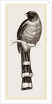 Mexican Trogon by Anonymous
