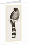 Mexican Trogon by Anonymous