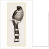 Mexican Trogon by Anonymous