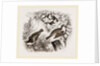 Spotted Flycatcher, Pied Flycatcher by Anonymous