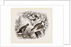 Spotted Flycatcher, Pied Flycatcher by Anonymous