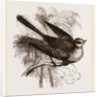 Fan-tailed Flycatcher by Anonymous