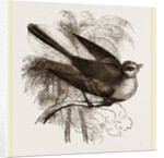 Fan-tailed Flycatcher by Anonymous