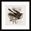 Fan-tailed Flycatcher by Anonymous