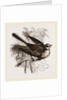Fan-tailed Flycatcher by Anonymous
