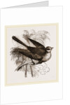 Fan-tailed Flycatcher by Anonymous