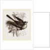 Fan-tailed Flycatcher by Anonymous