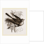 Fan-tailed Flycatcher by Anonymous