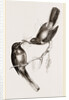 Narina Trogons by Anonymous