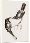 Narina Trogons by Anonymous