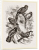 Group of Trogons by Anonymous