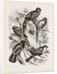 Group of Trogons by Anonymous