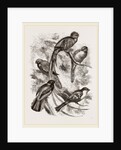 Group of Trogons by Anonymous
