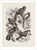 Group of Trogons by Anonymous