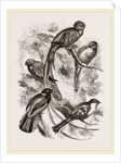 Group of Trogons by Anonymous