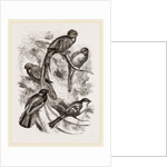Group of Trogons by Anonymous