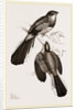 Reinwardt's Trogon by Anonymous