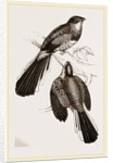 Reinwardt's Trogon by Anonymous