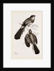 Reinwardt's Trogon by Anonymous
