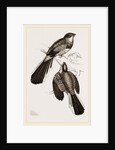 Reinwardt's Trogon by Anonymous