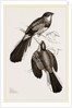 Reinwardt's Trogon by Anonymous