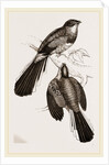 Reinwardt's Trogon by Anonymous