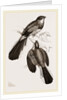 Reinwardt's Trogon by Anonymous