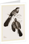 Reinwardt's Trogon by Anonymous