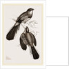 Reinwardt's Trogon by Anonymous