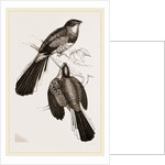 Reinwardt's Trogon by Anonymous