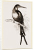 Paradise Jacamar by Anonymous