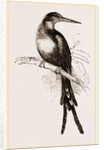 Paradise Jacamar by Anonymous