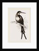 Paradise Jacamar by Anonymous