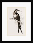 Paradise Jacamar by Anonymous