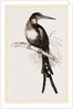 Paradise Jacamar by Anonymous