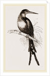 Paradise Jacamar by Anonymous