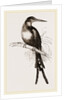 Paradise Jacamar by Anonymous