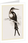 Paradise Jacamar by Anonymous