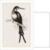 Paradise Jacamar by Anonymous