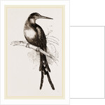 Paradise Jacamar by Anonymous