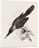 Broad-billed Lamprotiia by Anonymous