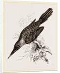 Broad-billed Lamprotiia by Anonymous