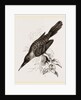 Broad-billed Lamprotiia by Anonymous