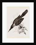 Broad-billed Lamprotiia by Anonymous