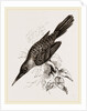 Broad-billed Lamprotiia by Anonymous