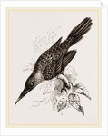 Broad-billed Lamprotiia by Anonymous