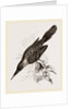 Broad-billed Lamprotiia by Anonymous