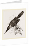 Broad-billed Lamprotiia by Anonymous