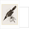Broad-billed Lamprotiia by Anonymous