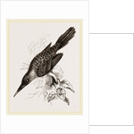 Broad-billed Lamprotiia by Anonymous
